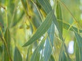 Eucalyptus or gum or gum tree leaves in front of the sun rise. Royalty Free Stock Photo