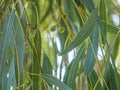 Eucalyptus or gum or gum tree leaves in front of the sun rise. Royalty Free Stock Photo