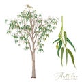 Eucalyptus Gum Tree Vector Illustration Royalty Free Stock Photo