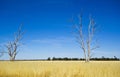 Eucalyptus Gum trees in hay meadow near Parkes, New South Wales, Australia.