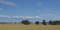 Eucalyptus Gum trees in hay meadow near Parkes, New South Wales, Australia. Royalty Free Stock Photo