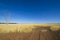 Eucalyptus Gum trees near dirt track in hay meadow near Parkes, New South Wales, Australia.