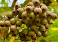 Gumnuts hang from a eucalypt in the Royal Botanic Gardens Cranbourne. Royalty Free Stock Photo