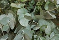 Eucalyptus gunnii foliage