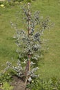 Eucalyptus gunnii in a green space