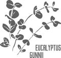 Eucalyptus gunnii leaves vector illustration