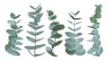 Eucalyptus gunnii, silver dollar greenery, gum tree foliage natural leaves & branches designer art tropical elements set bundle