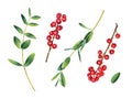 Eucalyptus and ilex branches. Red winterberry.