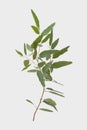 Eucalyptus isolated on gray background with clipping path Royalty Free Stock Photo