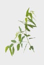 Eucalyptus isolated on gray background with clipping path. Royalty Free Stock Photo