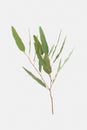 Eucalyptus isolated on gray background with clipping path. Royalty Free Stock Photo
