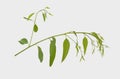 Eucalyptus isolated on gray background with clipping path. Royalty Free Stock Photo