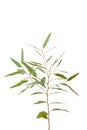 Eucalyptus isolated on gray background with clipping path. Royalty Free Stock Photo