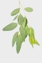 Eucalyptus isolated on gray background with clipping path. Royalty Free Stock Photo