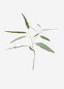 Eucalyptus isolated on gray background with clipping path. Royalty Free Stock Photo