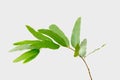 Eucalyptus isolated on gray background with clipping path Royalty Free Stock Photo