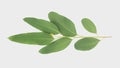 Eucalyptus isolated on gray background with clipping path Royalty Free Stock Photo