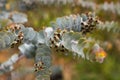 Eucalyptus kruseana branch outdoors Royalty Free Stock Photo