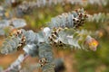 Eucalyptus kruseana branch outdoors Royalty Free Stock Photo