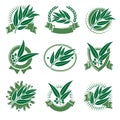 Eucalyptus label and icons set. Collection icon eucalyptus. Vector