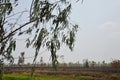 Eucalyptus leaf blow in the wind on paddy field