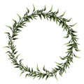 The eucalyptus leaf branch sketch vector graphics