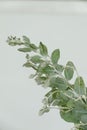 Eucalyptus leaf green sage vintage