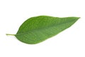 Eucalyptus leaf Royalty Free Stock Photo