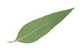 Eucalyptus leaf isolated Royalty Free Stock Photo