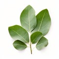 Eucalyptus leaf long and lance shaped with a silvery green colo