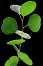 Eucalyptus leafs