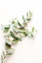 Eucalyptus leafs lay on white background.