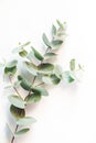 Eucalyptus leafs lay on white background.