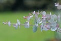 Eucalyptus leaves