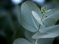 Eucalyptus Leaves Royalty Free Stock Photo