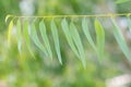 Eucalyptus leaves background Royalty Free Stock Photo