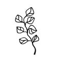 Eucalyptus leaves on a branch in doodle style. Royalty Free Stock Photo