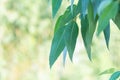 Eucalyptus leaves. branch eucalyptus tree nature background