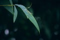 Eucalyptus leaves. branch eucalyptus tree nature background