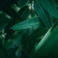 Eucalyptus leaves. branch eucalyptus tree nature background