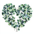 Eucalyptus Leaves and Branches with a Heart in Watercolor Royalty Free Stock Photo