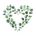 Eucalyptus Leaves and Branches Painted in Watercolor with a Heart Royalty Free Stock Photo