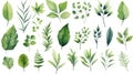 Eucalyptus leaves and branches. Set of vector illustrations. Generative AI Royalty Free Stock Photo