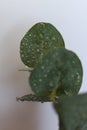 eucalyptus leaves covered in drops Royalty Free Stock Photo