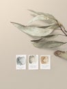 Eucalyptus leaves dry tree branch and with shadows on beige background with color swatches Royalty Free Stock Photo