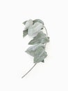 Eucalyptus leaves dry tree branch and with shadows on white background isolated Royalty Free Stock Photo