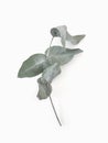 Eucalyptus leaves dry tree branch and with shadows on white background isolated Royalty Free Stock Photo