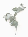 Eucalyptus leaves dry tree branch and with shadows on white background isolated Royalty Free Stock Photo