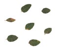 Eucalyptus leaves