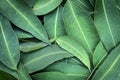 Eucalyptus Leaves Full Frame Background Top View Royalty Free Stock Photo